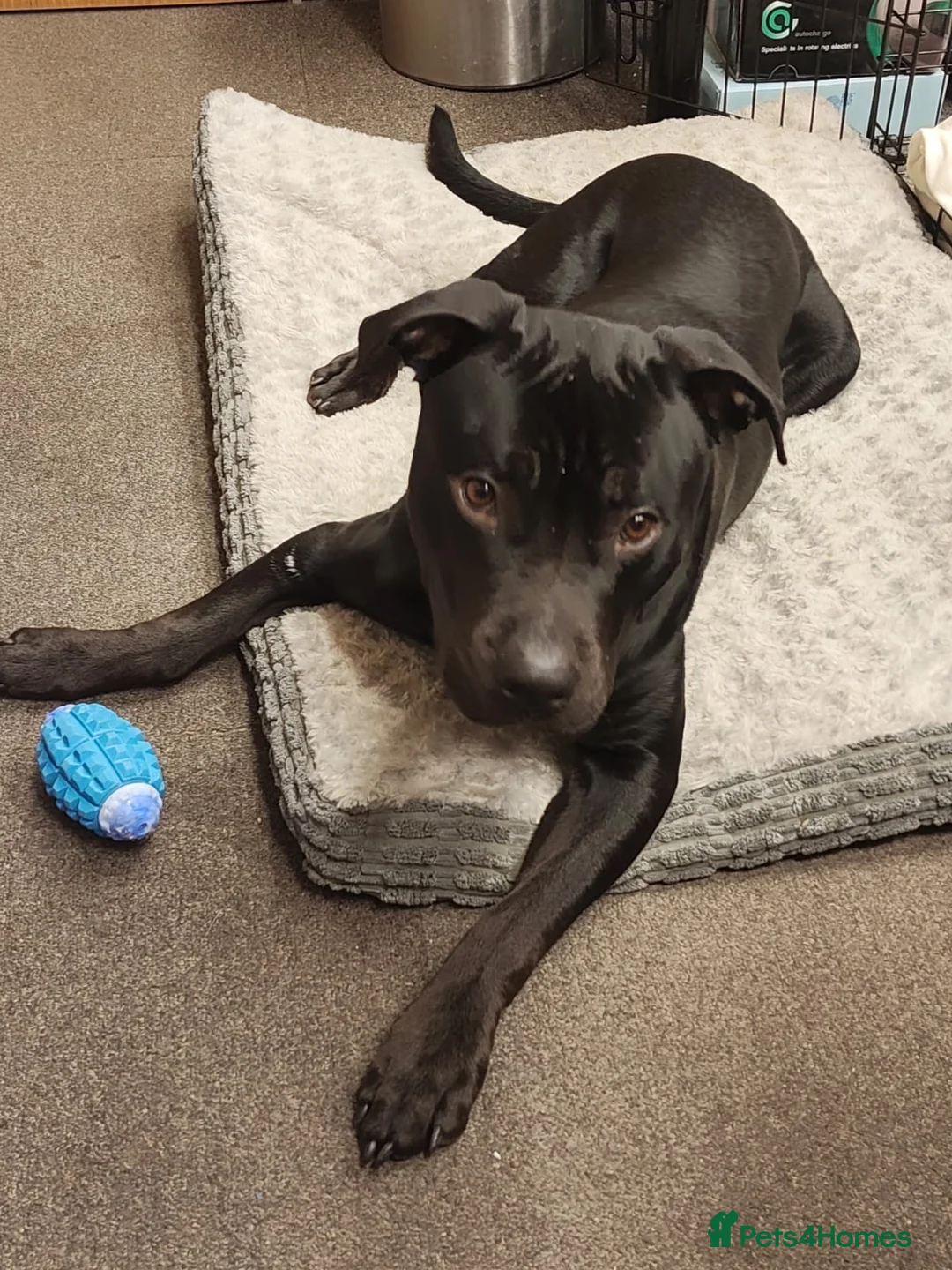 Mixed Breed dogs for sale: Buddy - A big softy with huge potential ❤️ - Advert 2