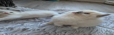 Ragdoll 5