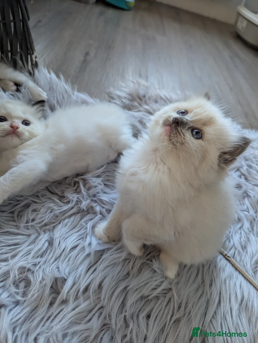 Ragdoll cats for sale: Ragdoll Kittens - Advert 2