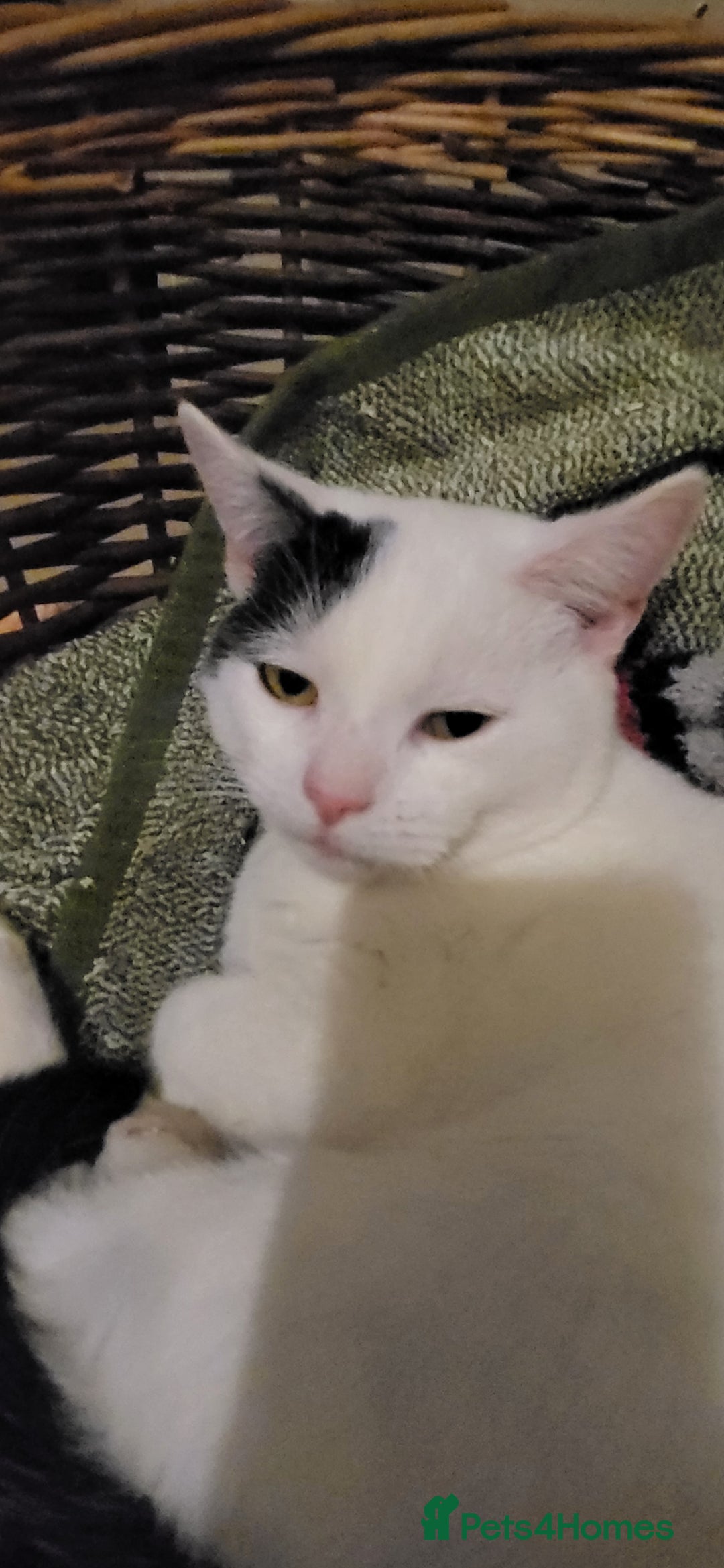 Mixed Breed cats for sale: Domestic Shorthair x Turkish Van  - Advert 3