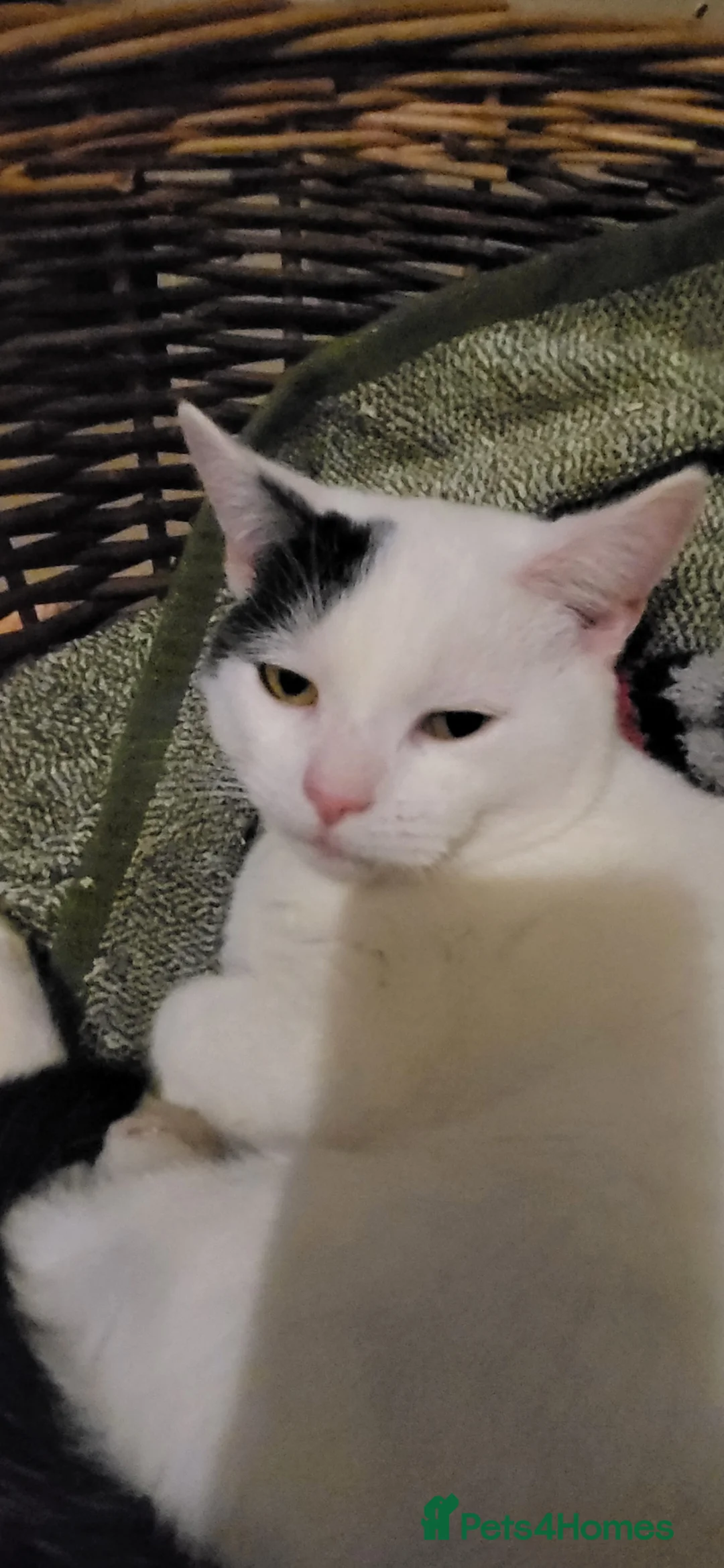 Mixed Breed cats for sale: Domestic Shorthair x Turkish Van  - Advert 3