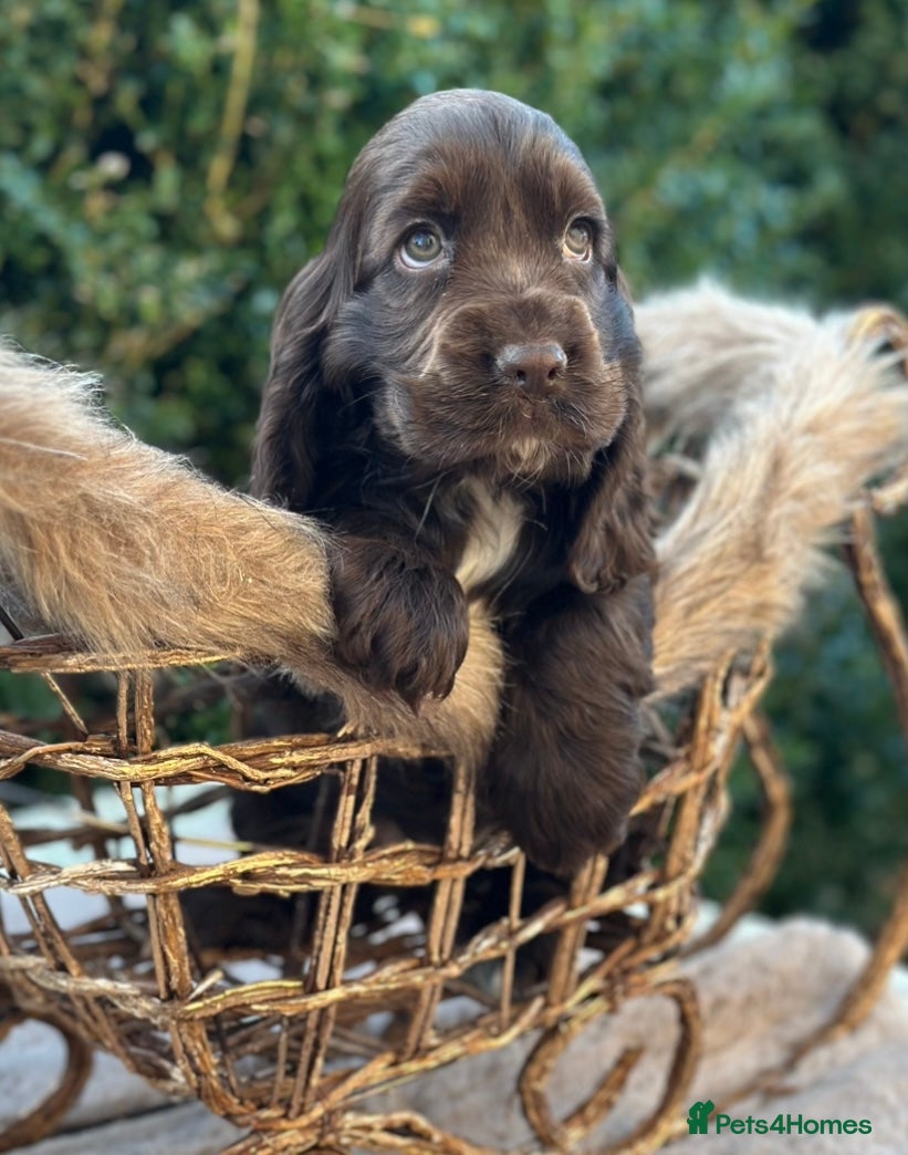 Cocker Spaniel dogs Stunning show cocker spaniels  - Advert 1