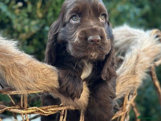 Cocker Spaniel dogs Stunning show cocker spaniels - Advert 1