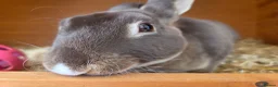 Rex rabbits for sale: Chocolate otter vm Doe - Advert 3