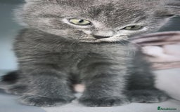 Scottish Fold cats for sale: Female Scottish fold  - Image 2