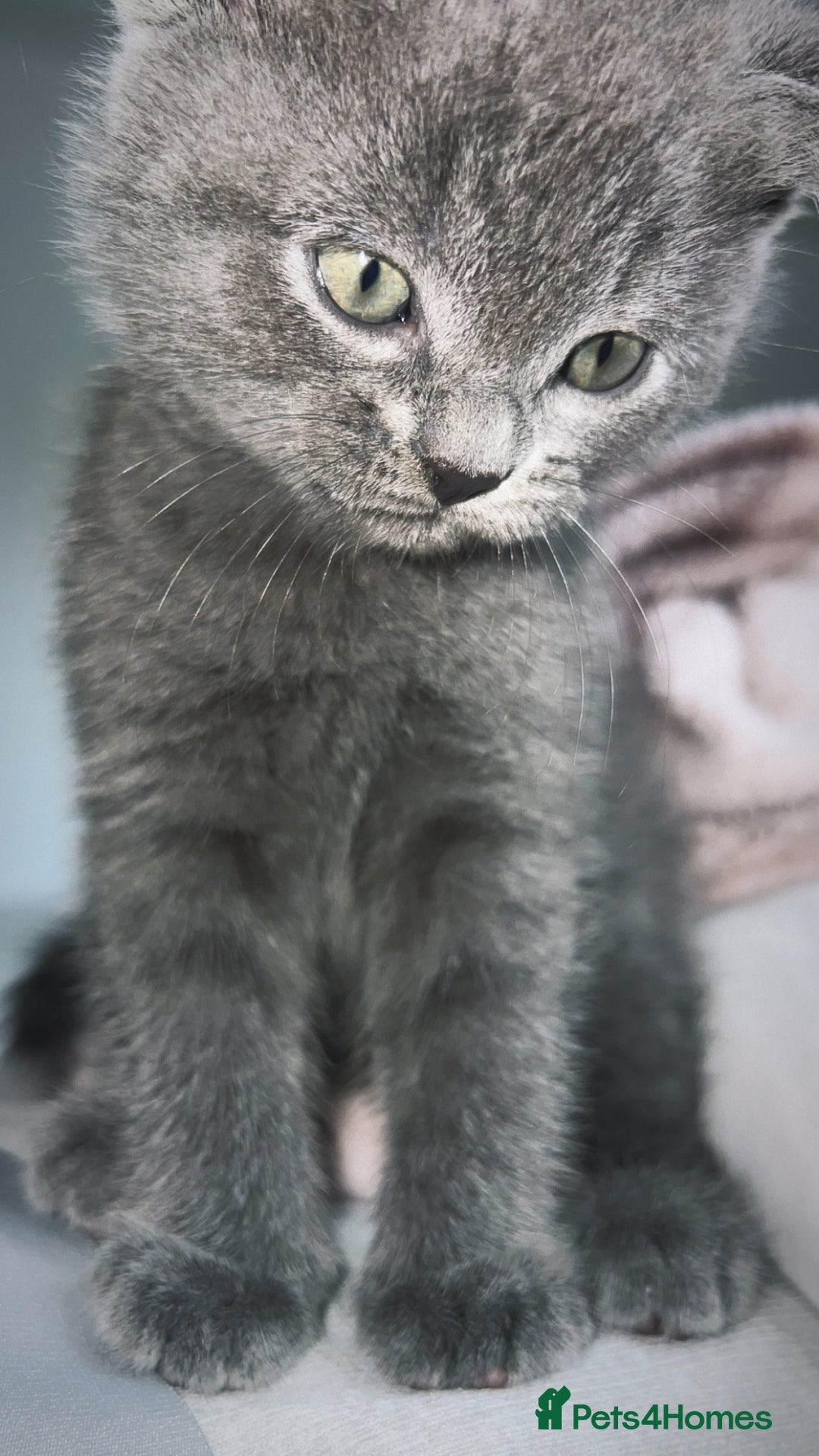Scottish Fold cats for sale: Female Scottish fold  - Image 2