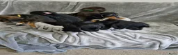 Cocker Spaniel dogs for sale: 3 beautiful cocker spaniel puppies  - Advert 31