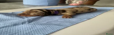 Miniature Dachshund Puppy 6