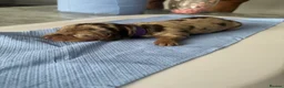 Miniature Dachshund dogs for sale: Miniature dachund pups  - Advert 3