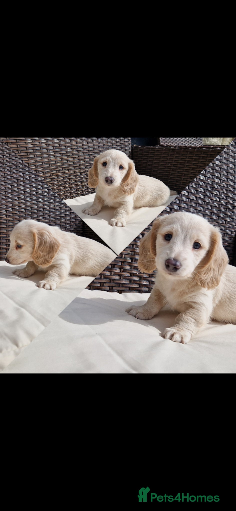 Miniature Dachshund dogs 🤍 1 cream boy left! £1800 KC LH miniature cream🤍 - Advert 2