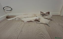 Ragdoll cats for sale: Stunning Ragdoll kittens  - Image 9