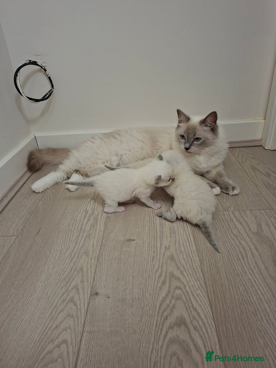 Ragdoll cats for sale: Stunning Ragdoll kittens  - Image 9