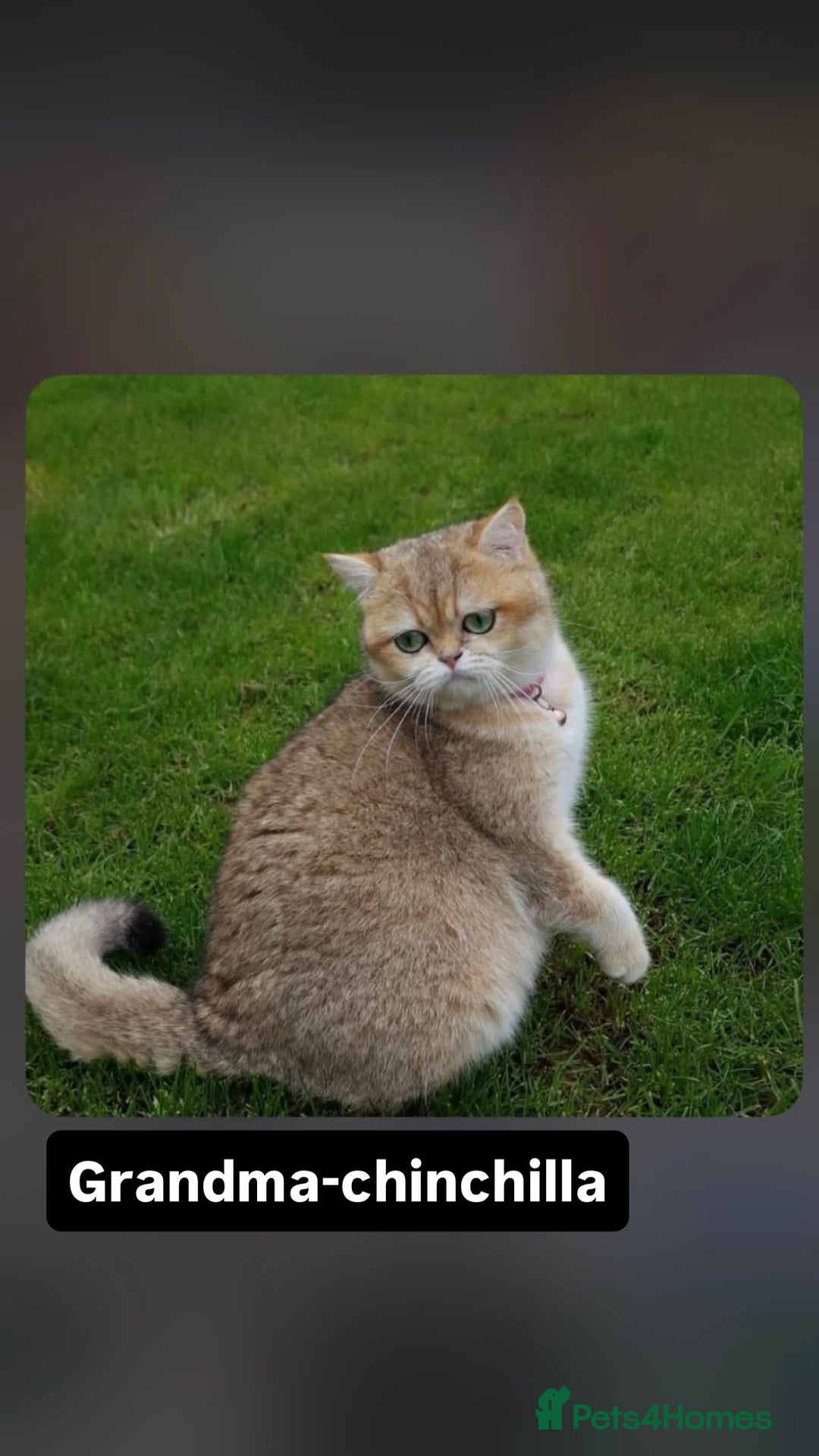 Scottish Fold cats for sale: Scottish fold / chinchilla  - Advert 17