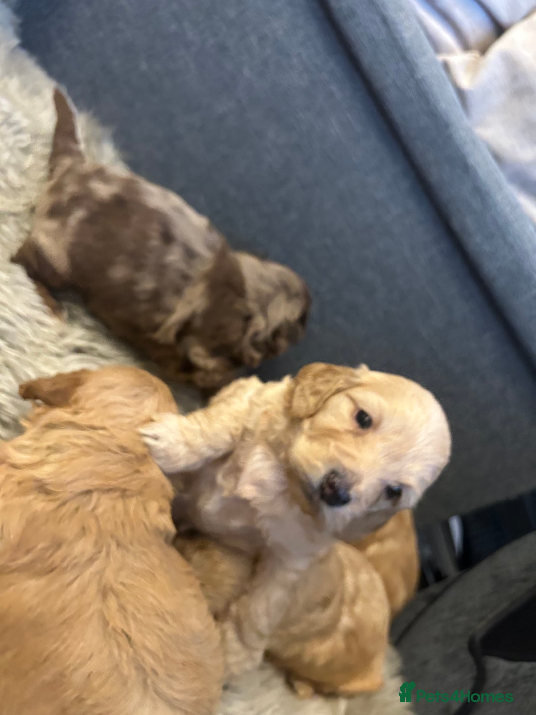 Cockapoo dogs for sale: 5 adorable cockapoo puppies  - Advert 8