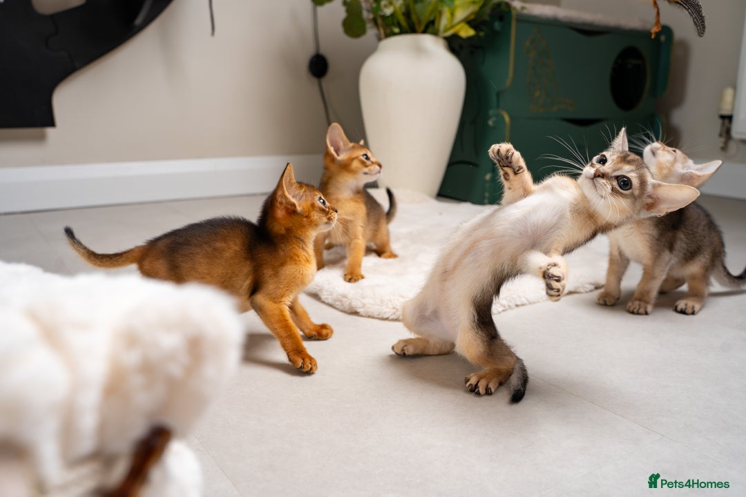 Abyssinian cats for sale: 6 Amazing Abyssinians, Extra Lovlely Personality - Advert 4