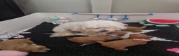 Poochon dogs for sale: Health tested beautiful poochons  - Advert 25