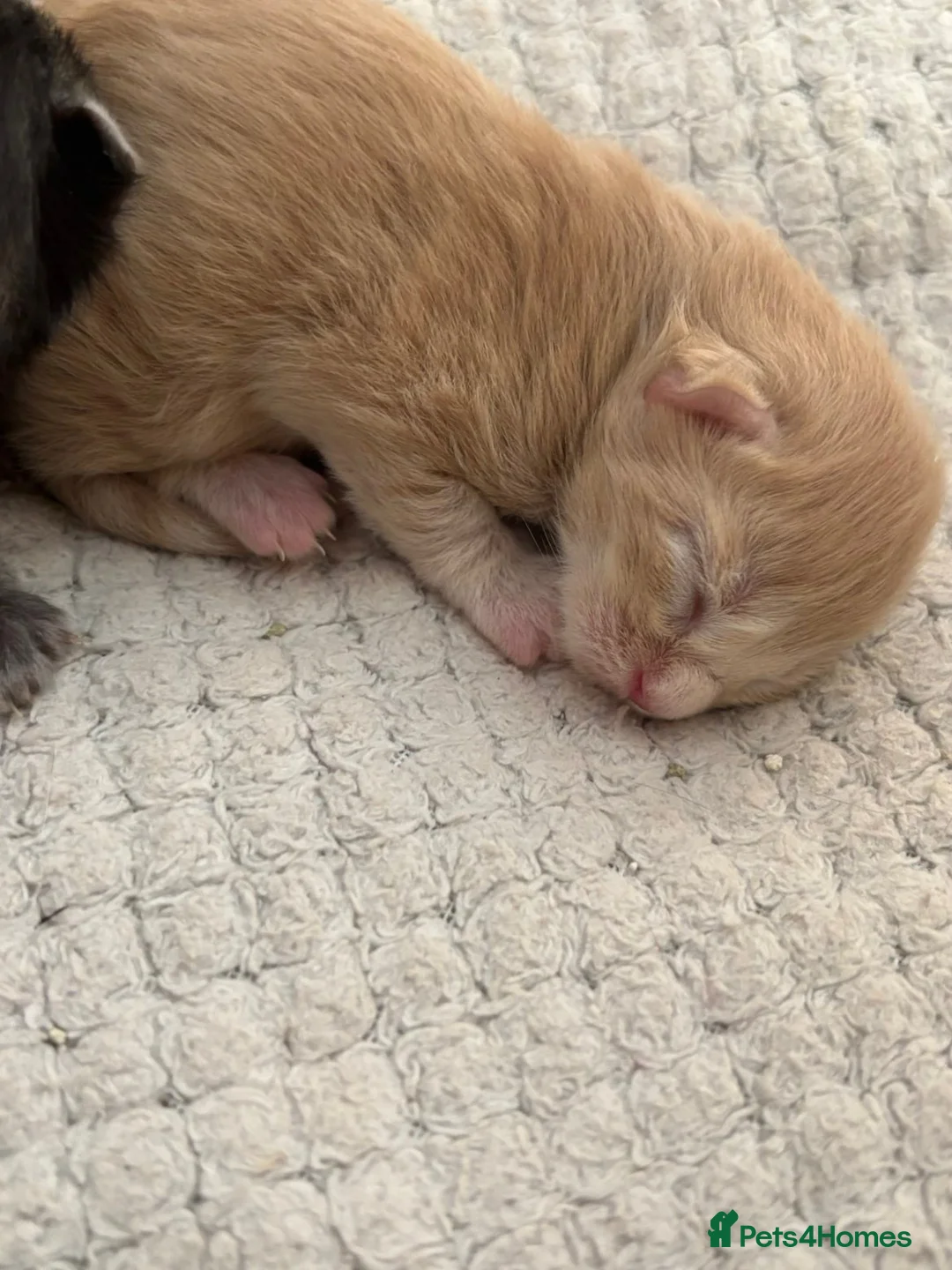 Maine Coon cats for sale: Register Maine Coon Kittens  - Advert 3