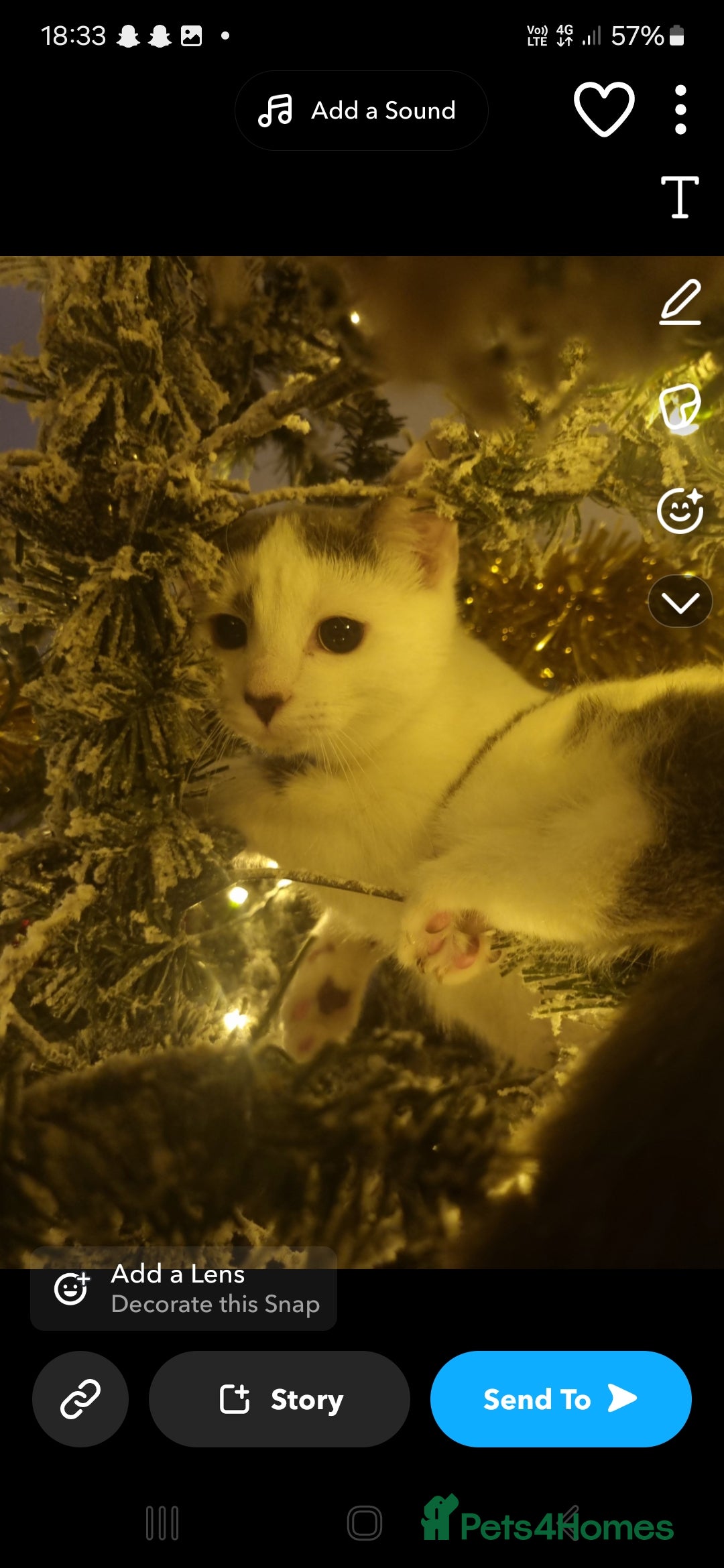 Turkish Angora cats for sale: 2 loving cats - Image 5