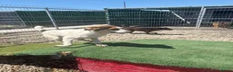 Mixed Breed dogs for adoption: Rosco - Norwich Norfolk  - Advert 12