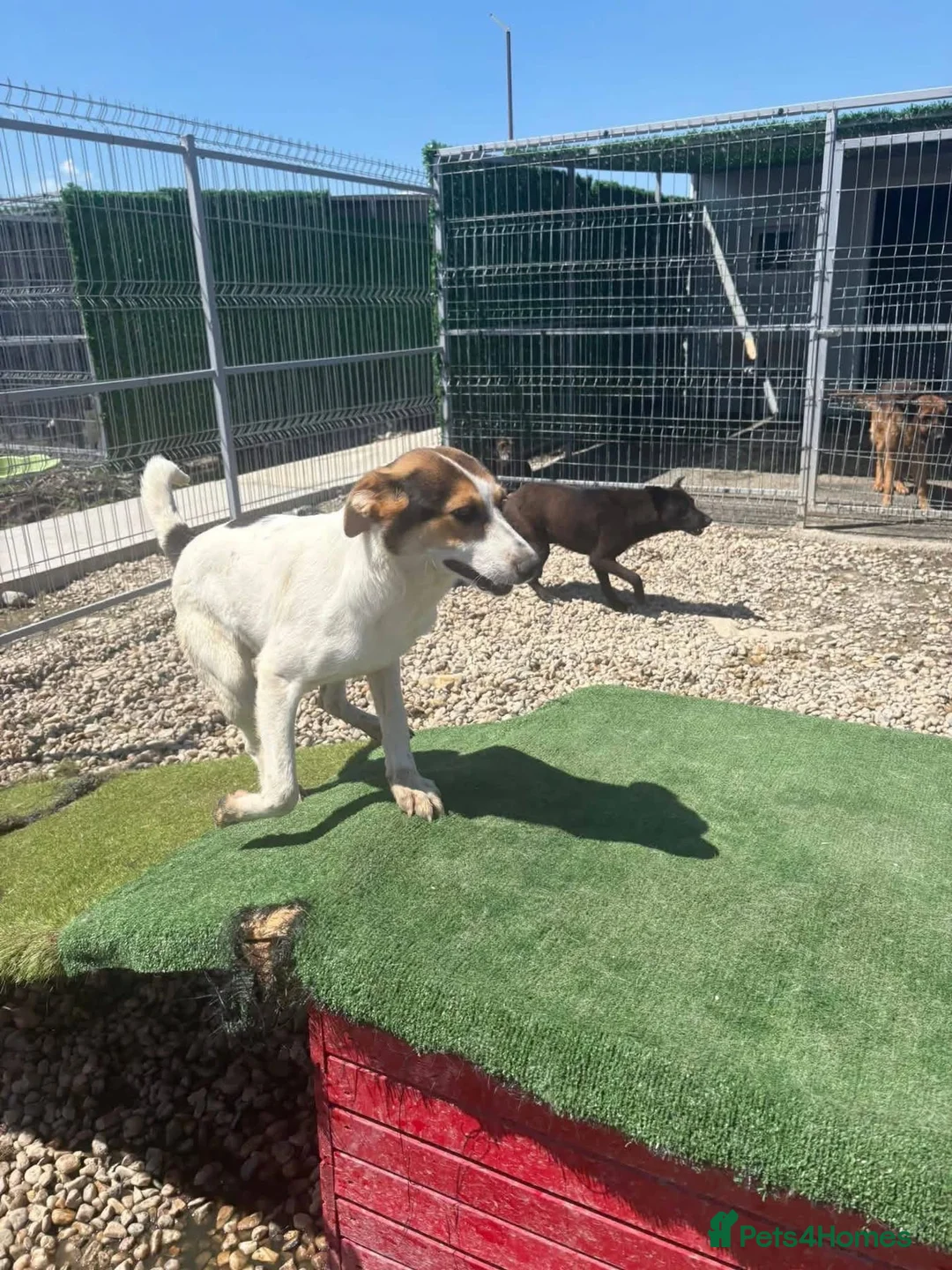 Mixed Breed dogs for adoption: Rosco - Norwich Norfolk  - Advert 12