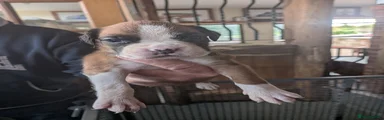 No collar