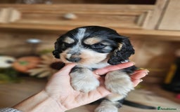 Cocker Spaniel dogs for sale: KC show cocker spaniel puppies - Image 18