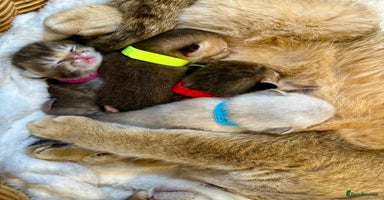 British Shorthair cats Chunky British shorthair  - Advert 14