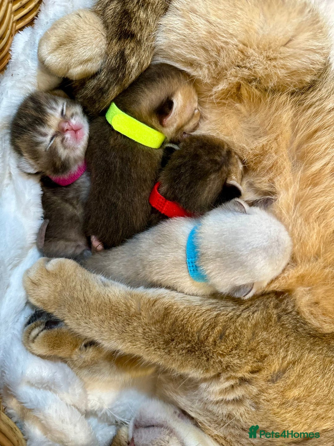 British Shorthair cats for sale: Chunky British shorthair  - Advert 1