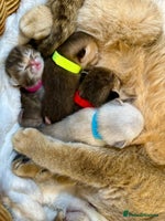 British Shorthair cats Chunky British shorthair - Advert 7