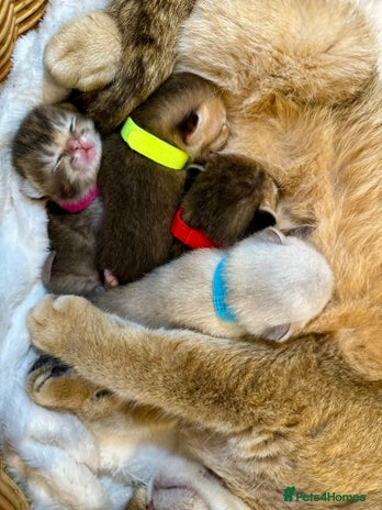 British Shorthair cats Chunky British shorthair - Advert 1