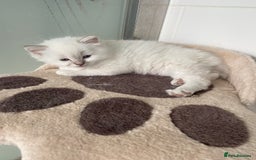 Ragdoll cats for sale: Gccf registered 3 boys left can deliver  - Image 2