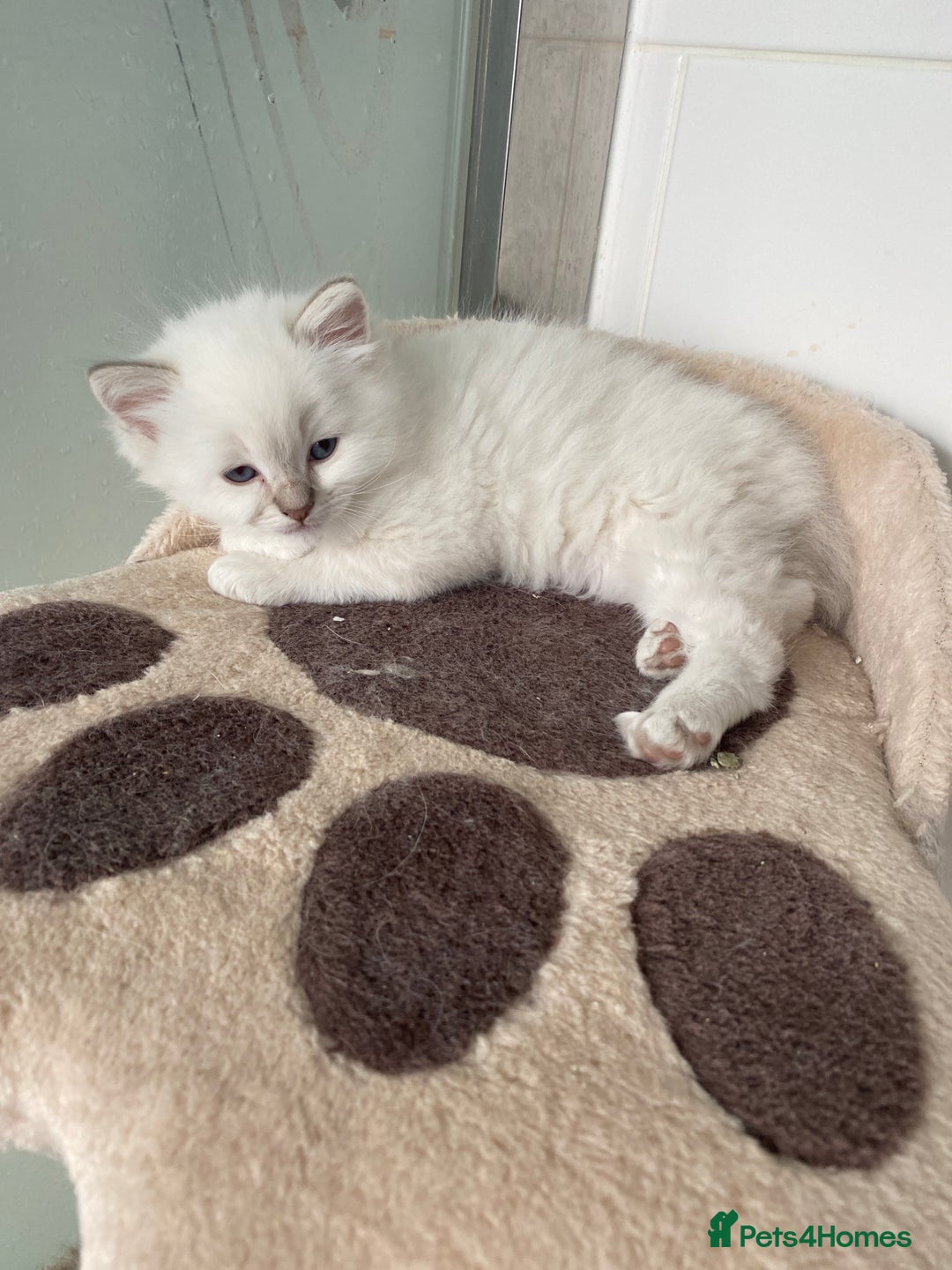 Ragdoll cats for sale: Gccf registered 3 boys left can deliver  - Image 2