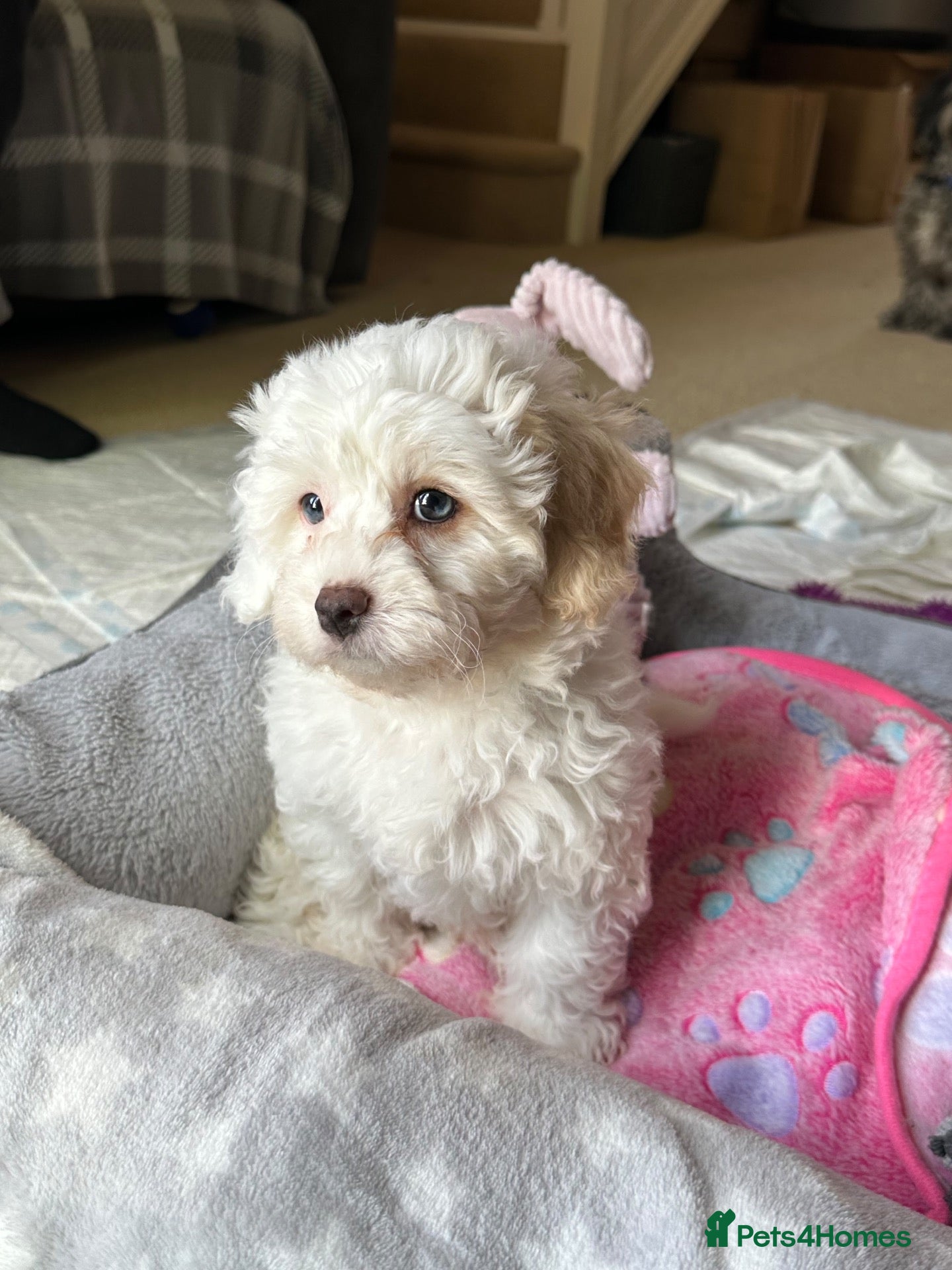 Mixed Breed dogs Last Girl Remaining - Beautiful Shihpoochon Puppy - Advert 2