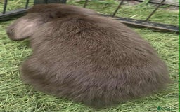 Mini Lop rabbits for sale: Mini lops for reserve  - Image 11