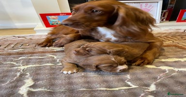 Cocker Spaniel dogs - Advert 12