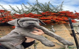 Cane Corso dogs for sale: Cane corso puppies 9 weeks old - Image 7