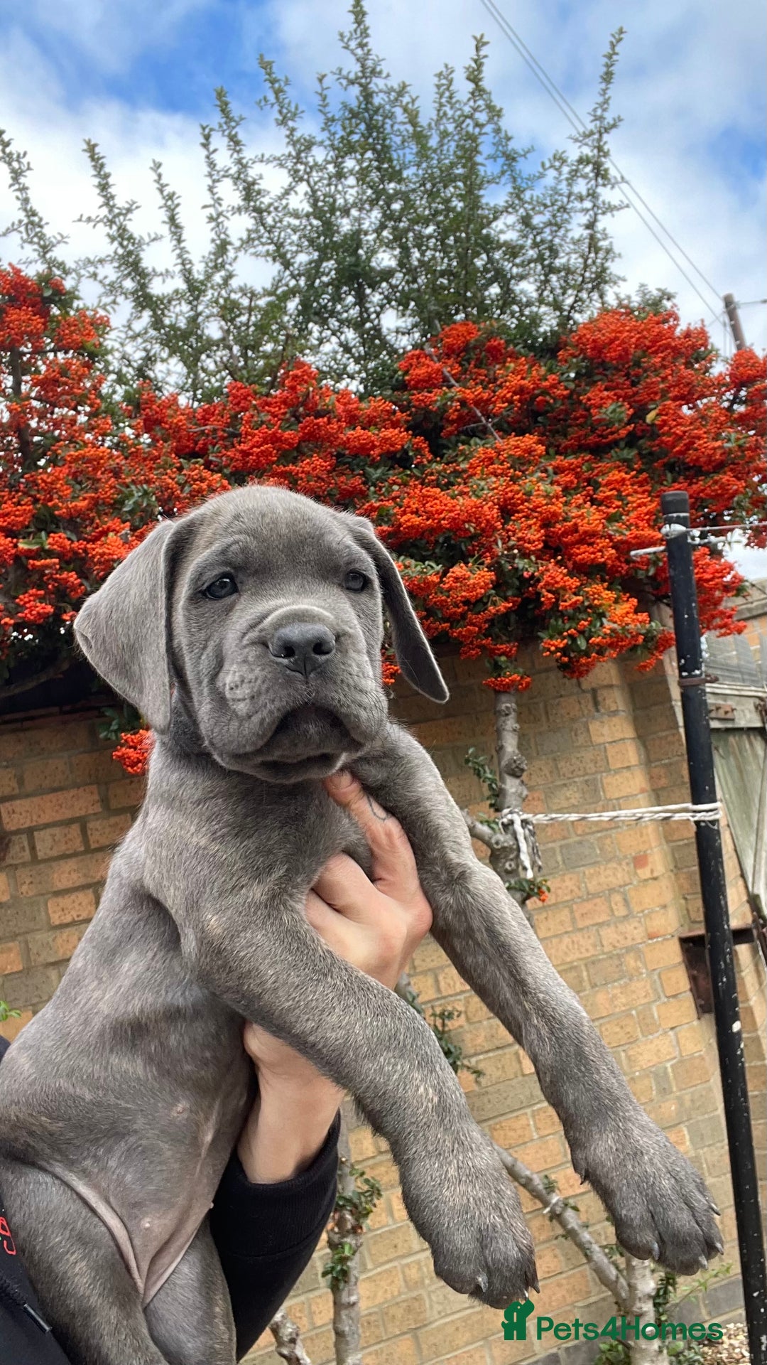 Cane Corso dogs for sale: Cane corso puppies 9 weeks old - Image 7