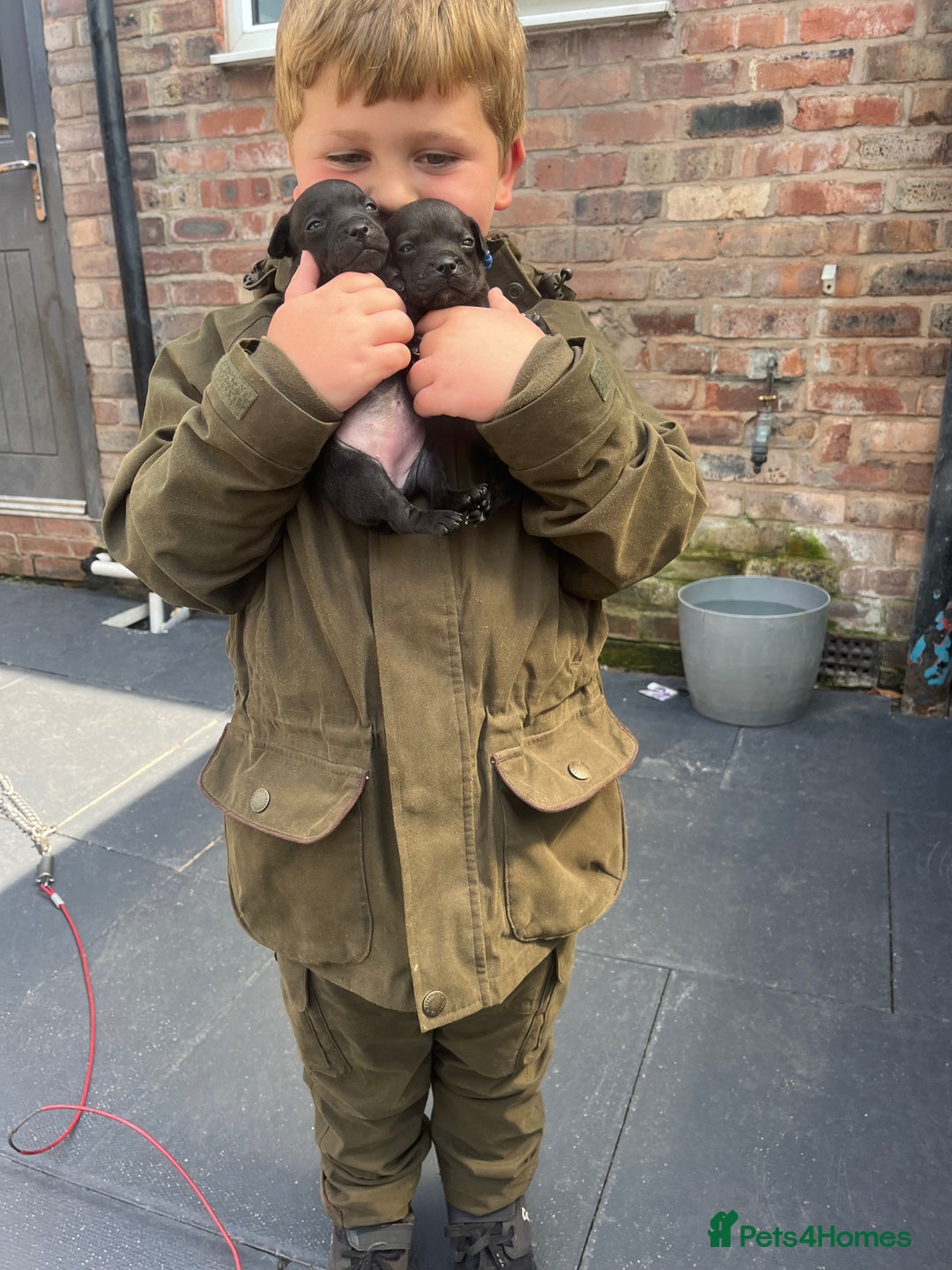 Patterdale Terrier dogs for sale: Patterdale terrier pups  - Image 26