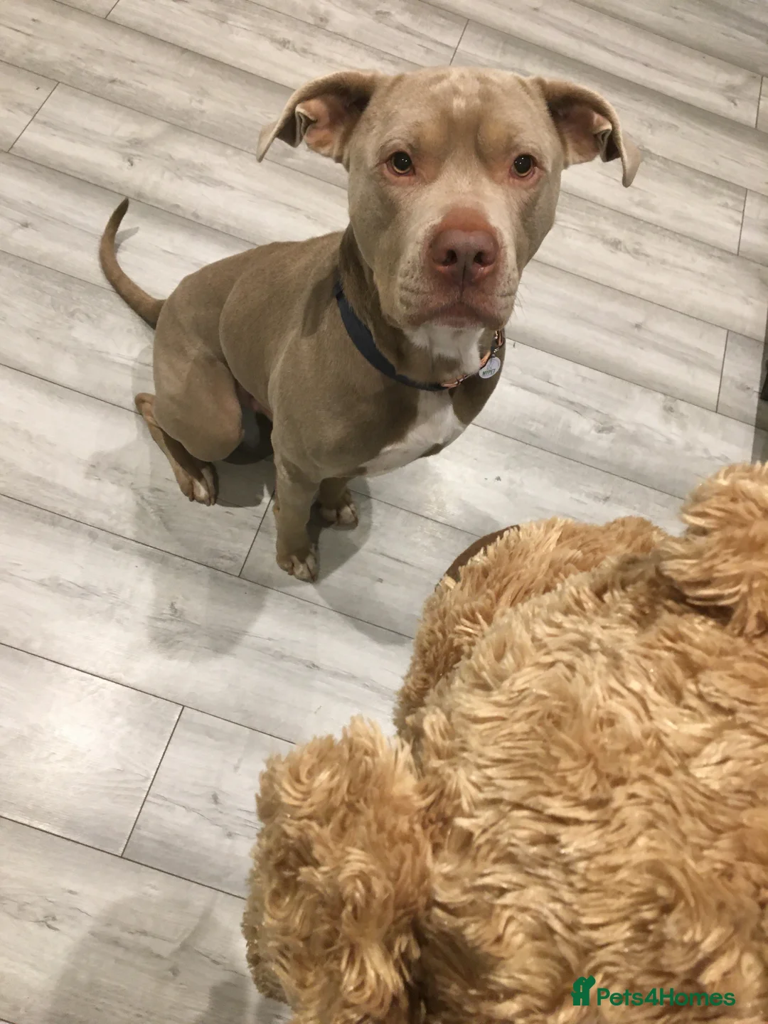 Staffordshire Bull Terrier dogs for sale: This is Leo urgent home needed  - Advert 12