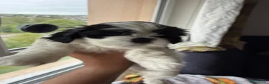 Lhasa Apso Puppy 4