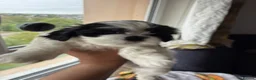 Lhasa Apso dogs for sale: Lovely Lhasa Apso Puppies Ready Soon 🐾 - Advert 8