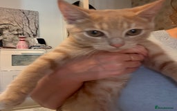 Domestic Shorthair cats for sale: Two male kittens: light and dark ginger  - Image 2
