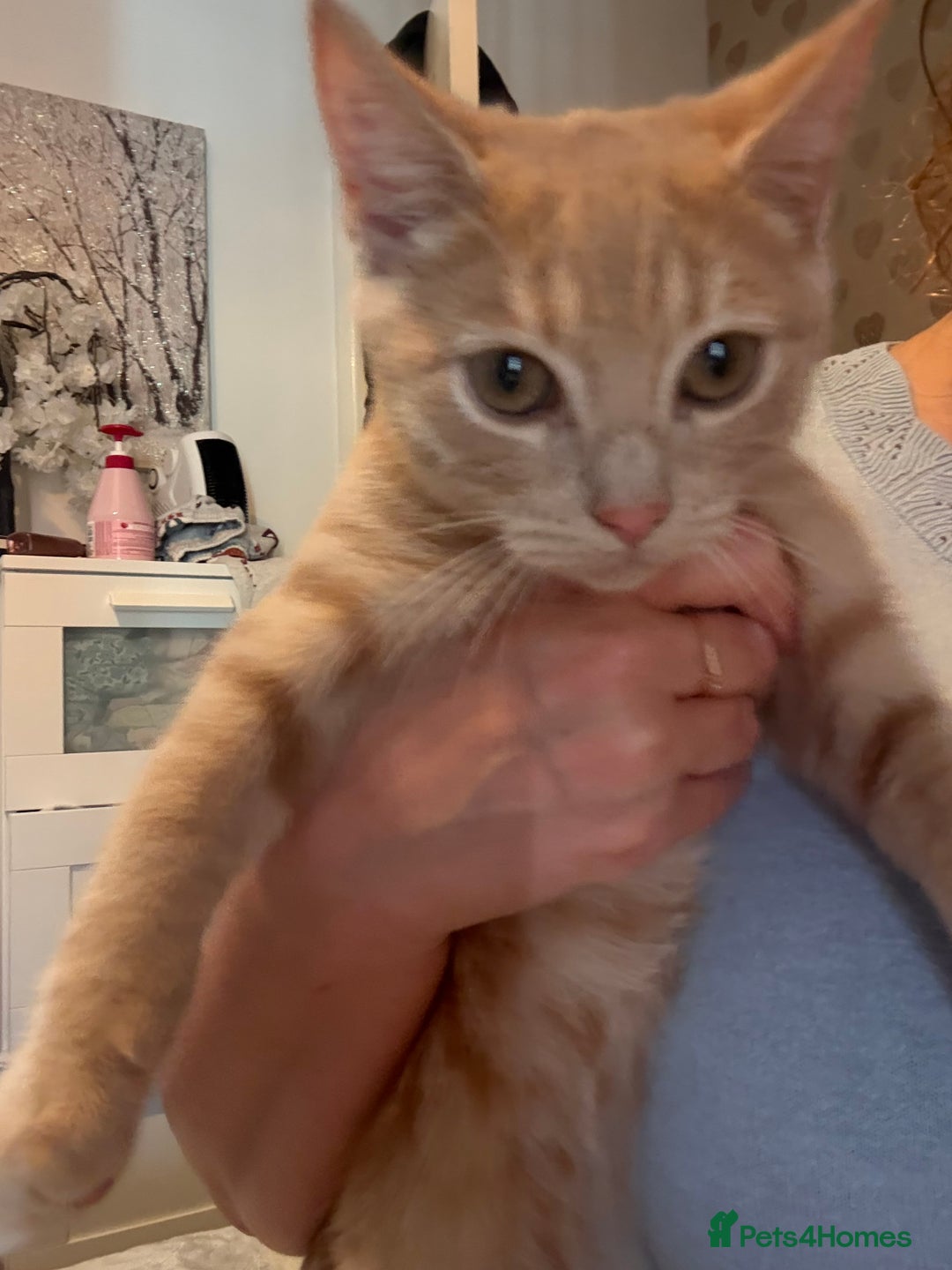 Domestic Shorthair cats for sale: Two male kittens: light and dark ginger  - Image 2