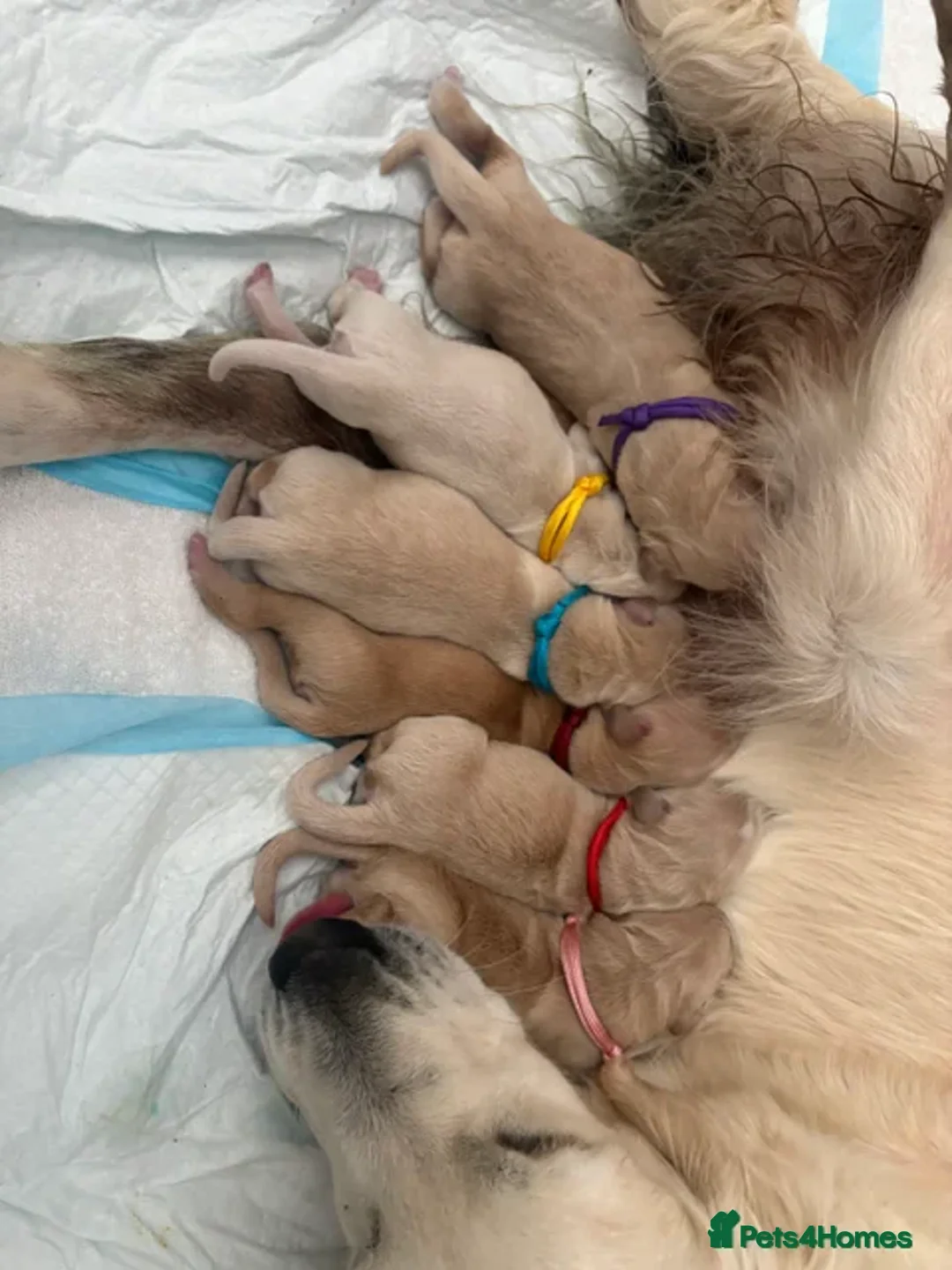 Golden Retriever dogs for stud: Blue- Proven Golden Retriever Stud in Leicester - Advert 12