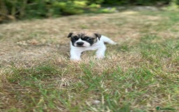 Old Tyme Bulldog dogs for sale: Old Tyme Bulldog puppies for sale - Image 1