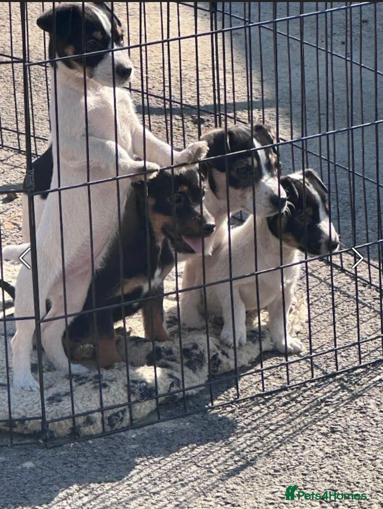 Jack Russell dogs Stunning litter of jackrussel pups  - Advert 13