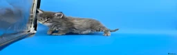 Maine Coon cats for sale: Tica Beautiful Maine Coon Kittens  - Advert 5