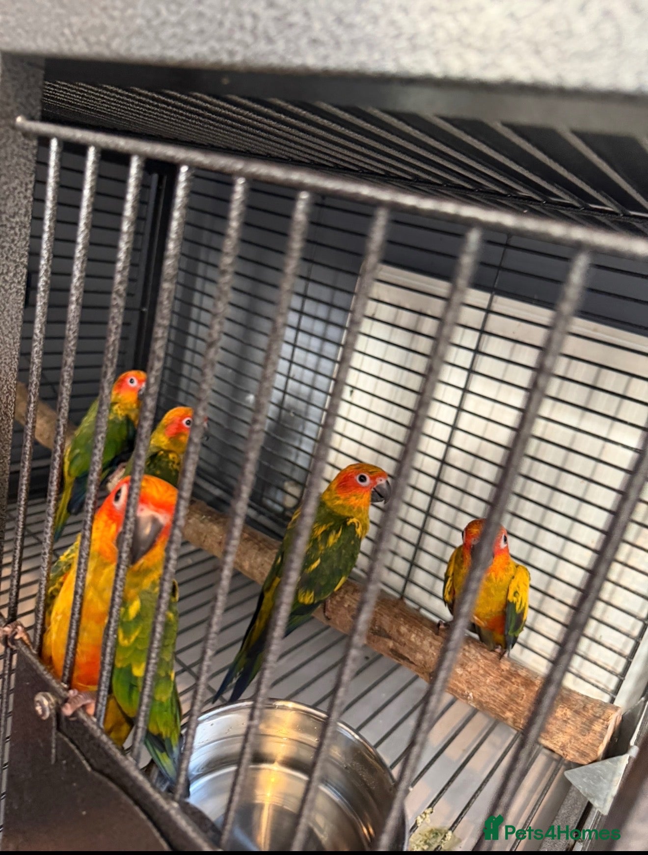 Conures birds Selling handreared baby sun conures  - Advert 1