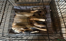 Mixed Breed dogs for sale: Beautiful Little Bundles Of Joy - Image 5