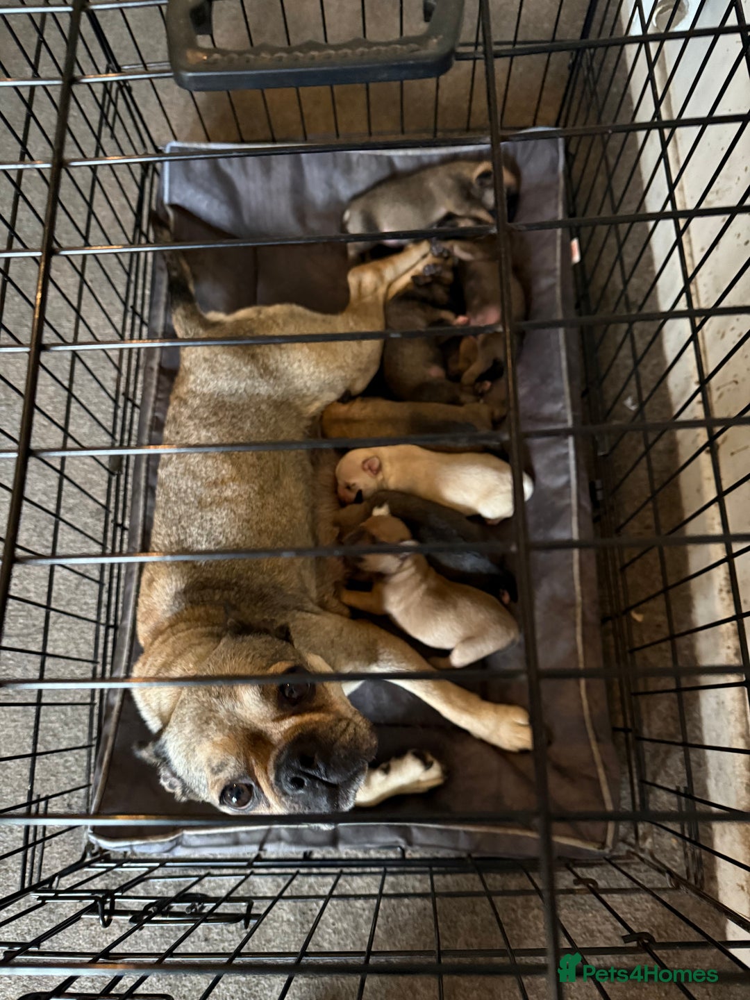 Mixed Breed dogs for sale: Beautiful Little Bundles Of Joy - Image 5